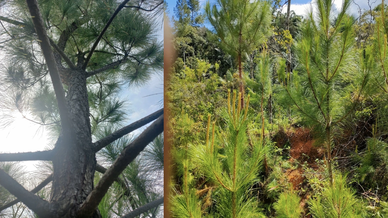 Cara Budidaya Pinus